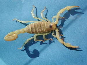 Las Vegas Scorpions