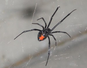 Las Vegas Spiders