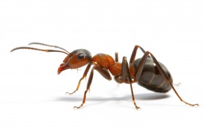 Ant Exterminator in Las Vegas