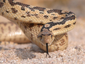 snake needs pest control las vegas
