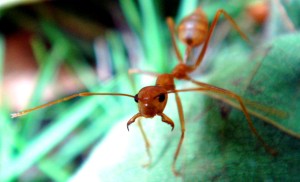 ants need pest control las vegas