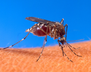 mosquitoes need exterminator las vegas