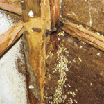termite infestation needs pest control las vegas