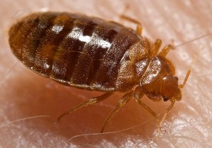 Las Vegas Bed Bugs Exterminator