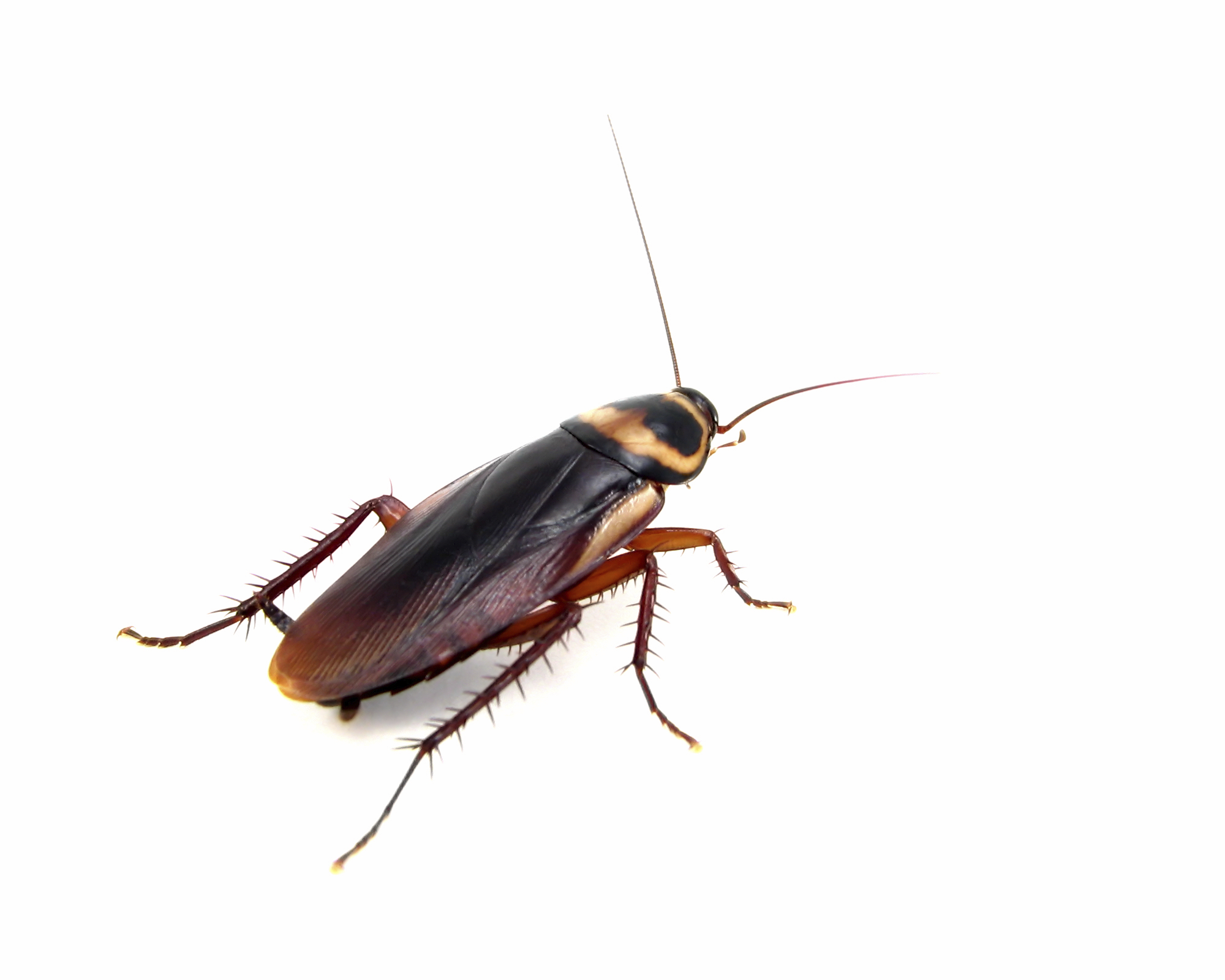 Las Vegas Cockroaches R and C Pest Control LLC