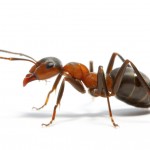 Ants need exterminator Las Vegas