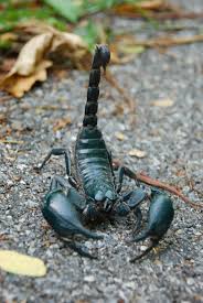 pests scorpions