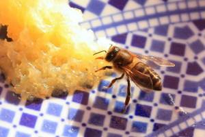 tips for removing bees from home