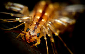 las vegas exterminators: up close photo of termite