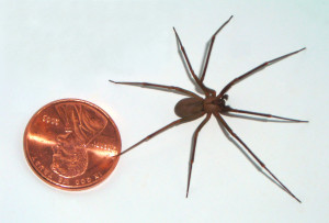 brown recluse needs las vegas pest control companies