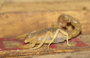 scorpion needs las vegas exterminators