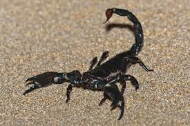 scorpion exterminators in Las Vegas
