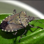 stink bugs need pest control las vegas