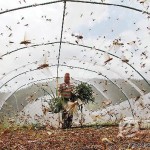 swarm of locusts needs pest control las vegas