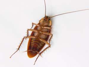 treat roaches with pest control las vegas