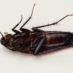 cockroaches need exterminator las vegas