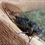 cicadas