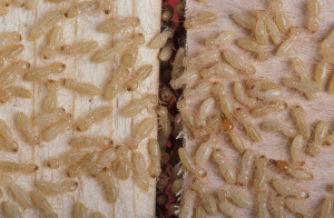 termites need pest control las vegas