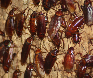 american-cockroach needs pest control las vegas