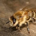 africanized honey bee needs exterminator las vegas