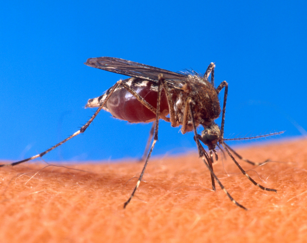 Understanding Mosquitoes Exterminator Las Vegas